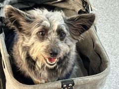 -枫花园汽车电影院(朝阳公园店)