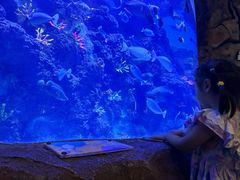 -芜湖新华联大白鲸海洋公园