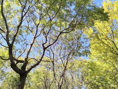 -大兴滨河森林公园