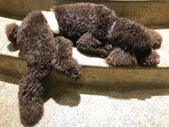 -more than meow吴止猫主题餐厅(承德 中船汇店)