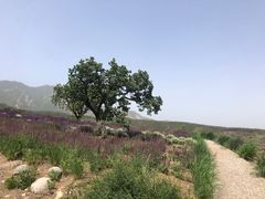 -紫云台香草园