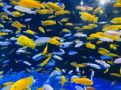 -成都浩海立方海洋公园