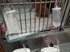 -美联众合动物医院·24h京西诊疗中心