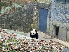 -都江堰中华大熊猫苑
