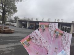 -顾村公园