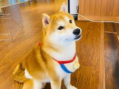 -豆柴町-柴犬主题狗咖(红鼎国际C座店)