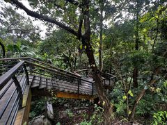 -深圳仙湖植物园