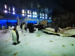 -凯莉-塔尔敦海洋生物水族馆