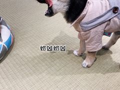 -逗柴咖啡屋·狗咖猫咖宠物桌游