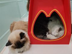 -安格丽娜·狗咖·猫咖羊驼咖(春熙路百盛商场店)
