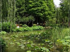 -陈家山荷花公园
