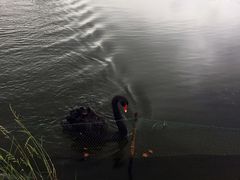 -明珠湖天鹅苑·农家菜馆