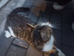 -暮晚尘香汉服旗袍