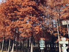 -上海长兴岛郊野公园