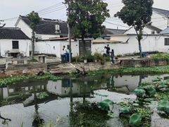 -莲花岛景区