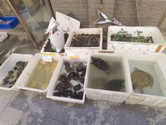 -中环花鸟鱼虫市场