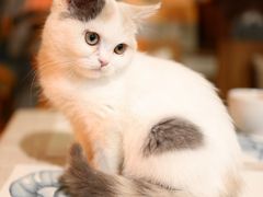 -吉丁鸟咖·异宠·寄养