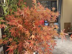 -沁耳阁躺式采耳SPA馆(宝安南路店)