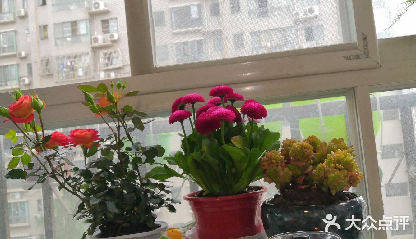 傍晚阳台用餐赏花