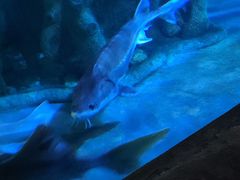 -蓬莱欧乐堡海洋极地世界
