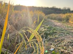 -武汉紫薇都市田园