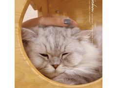 -猫友咖啡店(玉林西路店)