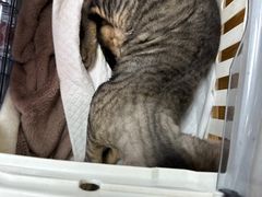 -中农大我爱我爱动物医院·核磁CT·猫病·24小时夜诊中心(石佛营店)
