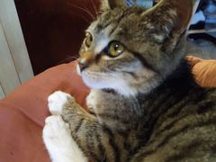 -海边的猫和咖啡馆