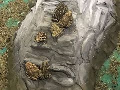 -上海大自然野生昆虫馆(东方明珠·爬宠昆虫探索中心)