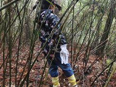 -武陵山森林公园