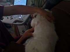 -美联众合动物医院·24h京西诊疗中心