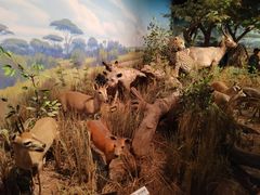 -陕西自然博物馆