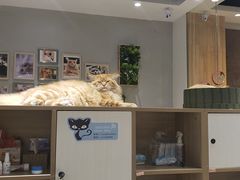 -藏猫猫咖啡主题馆(中央大道店)