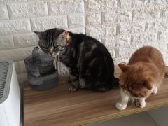 -平行世界·猫咖(首经贸店)