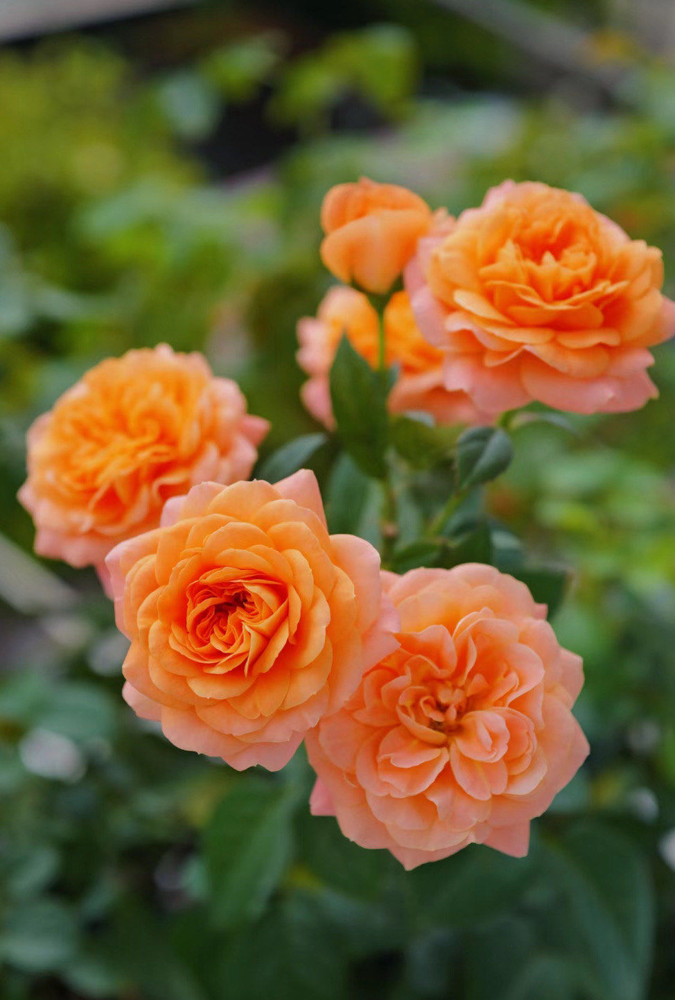 每天认识一种花