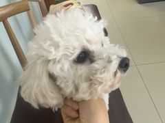 -宠福鑫动物医院(城北分院)