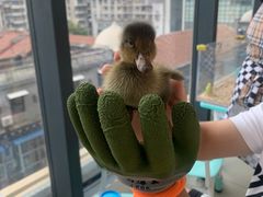 -怪兽屋·羊驼·猫咖·狗咖(俊华广场店)