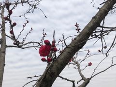 -莱西月湖公园