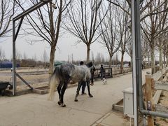 -北京群众马术培训基地