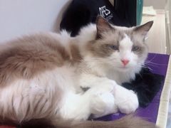 -飞行喵MR PILOT|猫舍·猫咖(静安大融城店)
