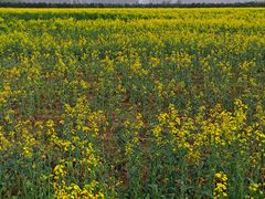 -汉长安城未央宫国家考古遗址公园