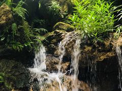 -深圳仙湖植物园