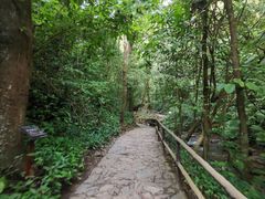 -莫里热带雨林景区