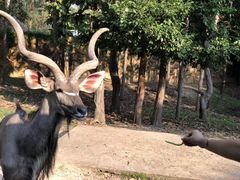 -清迈夜间动物园