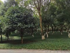 -龙头寺公园