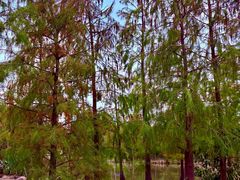 -上海长兴岛郊野公园