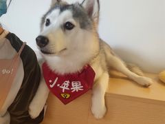 小苹果-Husky Go! 哈士奇体验馆·宠物咖啡厅狗咖
