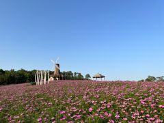 -大塘金香草谷