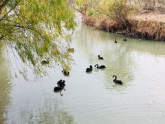 -长兴太湖图影湿地文化园
