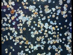 -海合安天津极地海洋公园